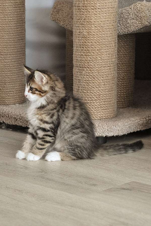 Amir | Norwegian Forest Kitten