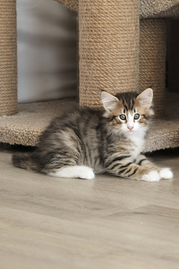 Amir | Norwegian Forest Kitten