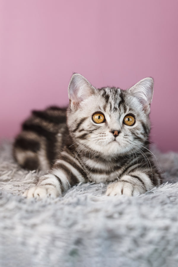 Amore | Scottish Straight Kitten