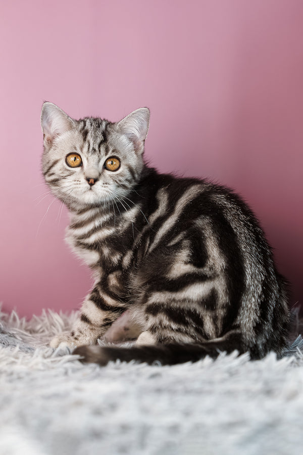 Amore | Scottish Straight Kitten