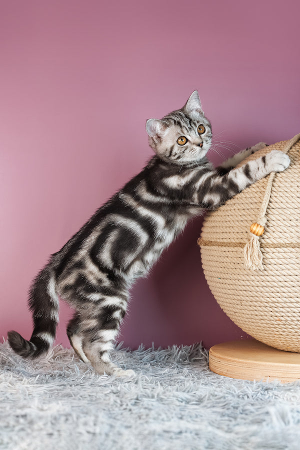 Amore | Scottish Straight Kitten