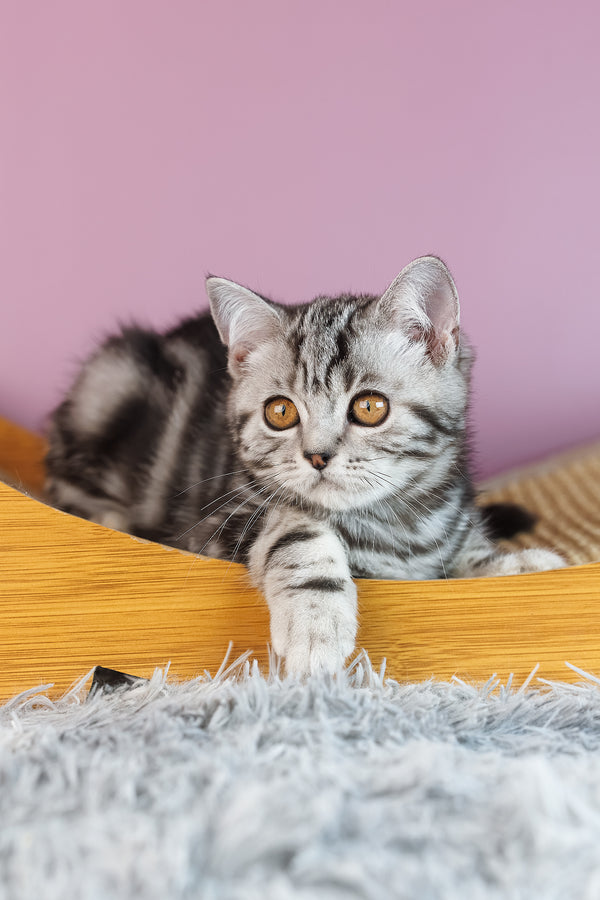 Amore | Scottish Straight Kitten