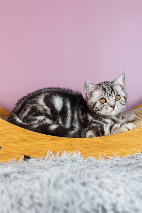 Amore | Scottish Straight Kitten