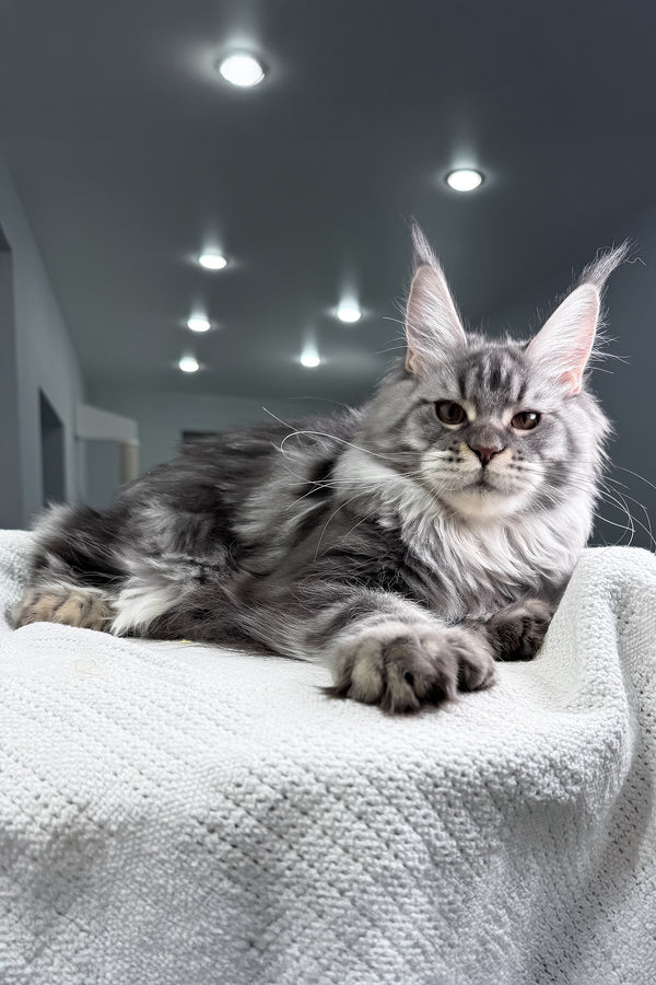 Amylee | Polydactyl Maine Coon Kitten