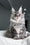 Amylee | Polydactyl Maine Coon Kitten