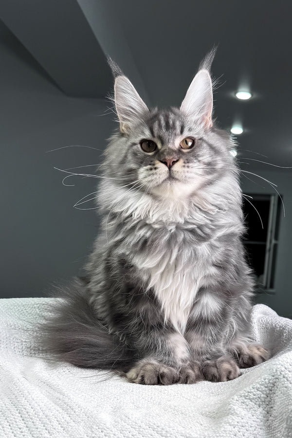 Amylee | Polydactyl Maine Coon Kitten