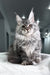 Amylee | Polydactyl Maine Coon Kitten