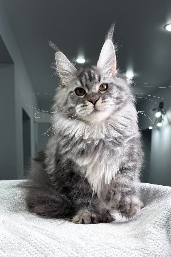 Amylee | Polydactyl Maine Coon Kitten
