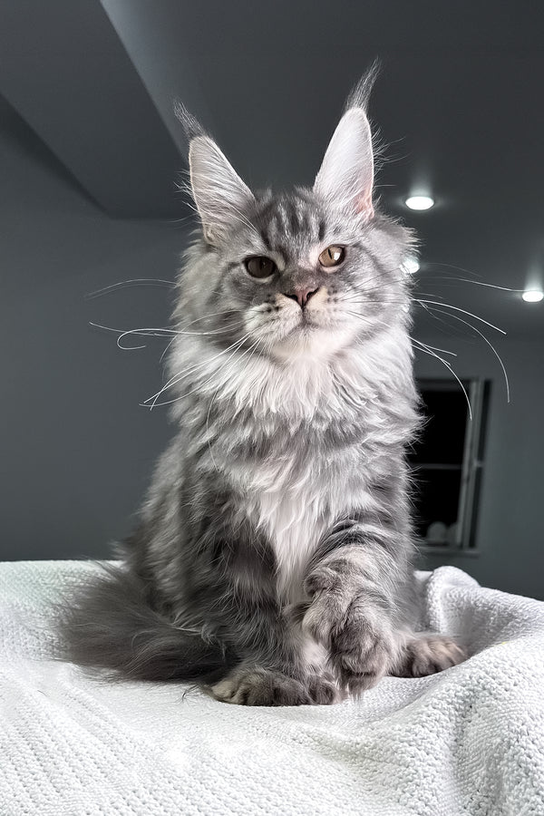 Amylee | Polydactyl Maine Coon Kitten
