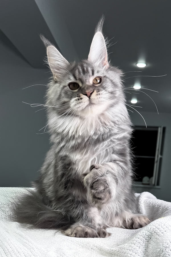 Amylee | Polydactyl Maine Coon Kitten
