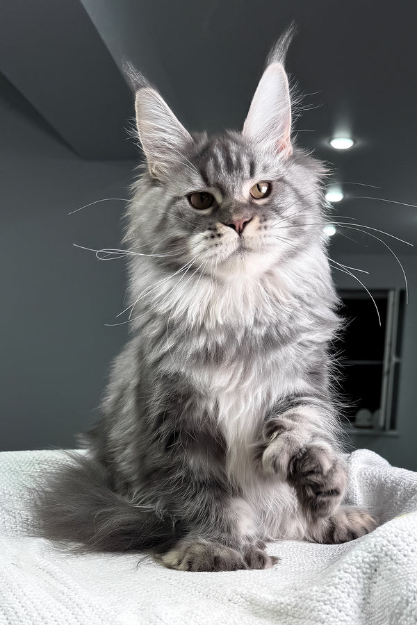 Amylee | Polydactyl Maine Coon Kitten