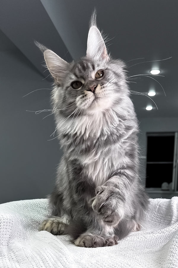 Amylee | Polydactyl Maine Coon Kitten