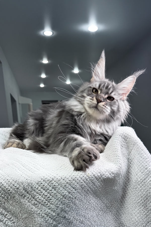 Amylee | Polydactyl Maine Coon Kitten