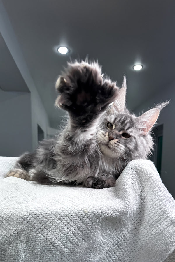 Amylee | Polydactyl Maine Coon Kitten