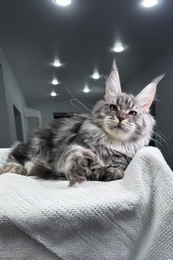Amylee | Polydactyl Maine Coon Kitten