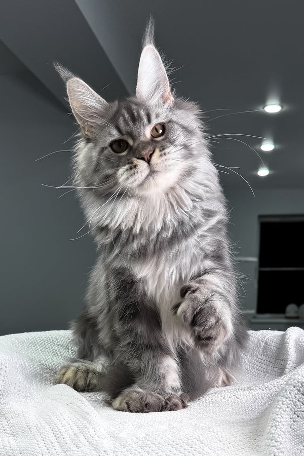 Amylee | Polydactyl Maine Coon Kitten