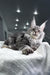 Amylee | Polydactyl Maine Coon Kitten