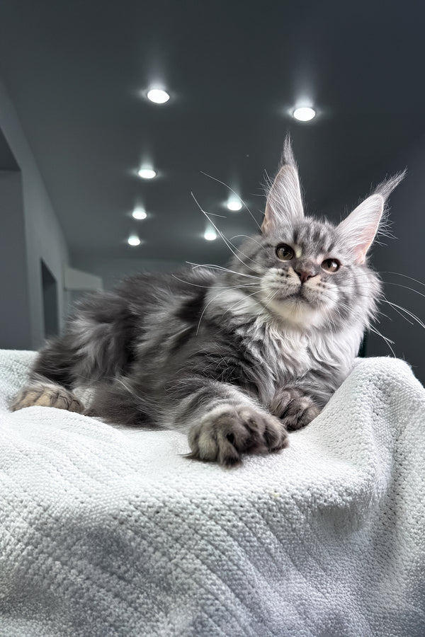 Amylee | Polydactyl Maine Coon Kitten