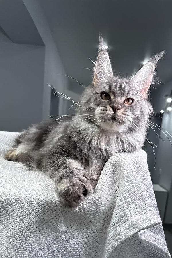 Amylee | Polydactyl Maine Coon Kitten