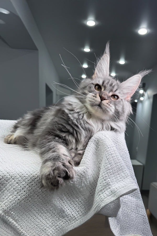 Amylee | Polydactyl Maine Coon Kitten