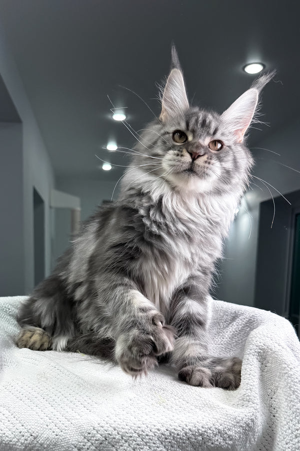 Amylee | Polydactyl Maine Coon Kitten