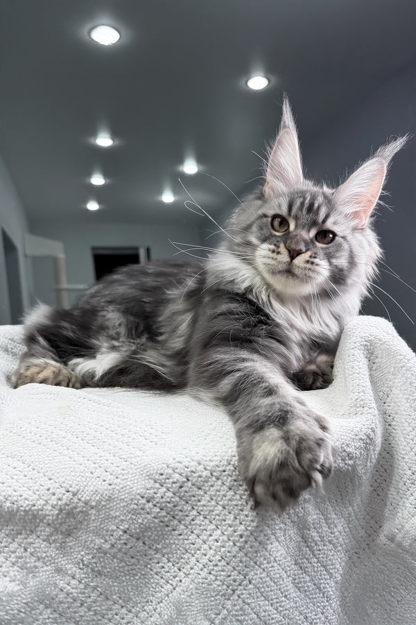 Amylee | Polydactyl Maine Coon Kitten