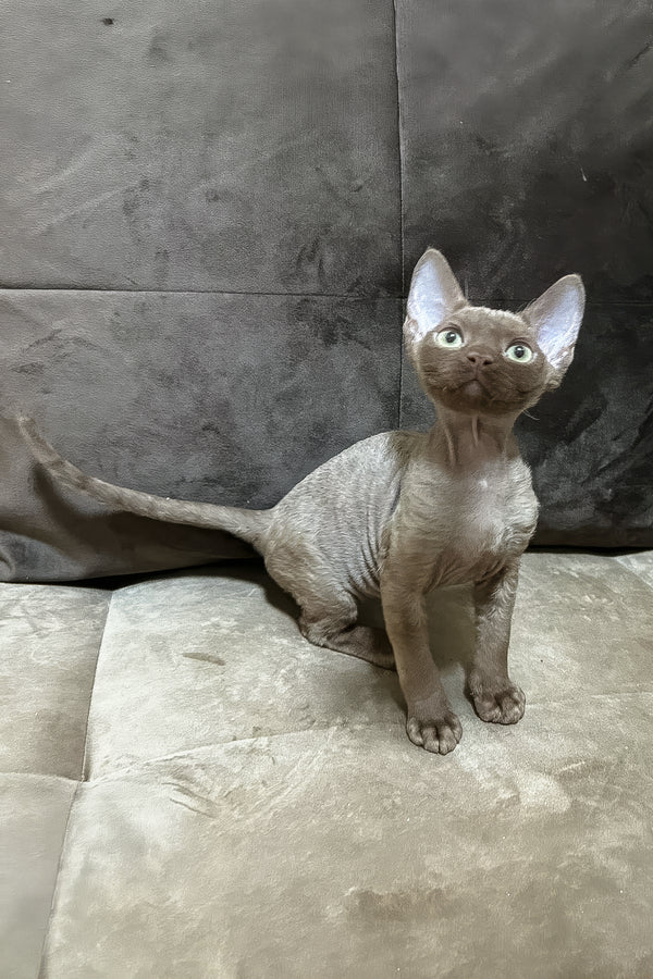 Andrian | Devon Rex Kitten