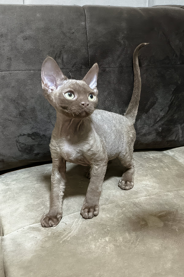 Andrian | Devon Rex Kitten