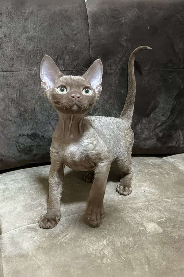 Andrian | Devon Rex Kitten
