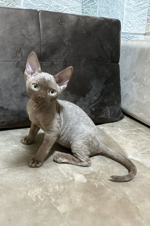Andrian | Devon Rex Kitten
