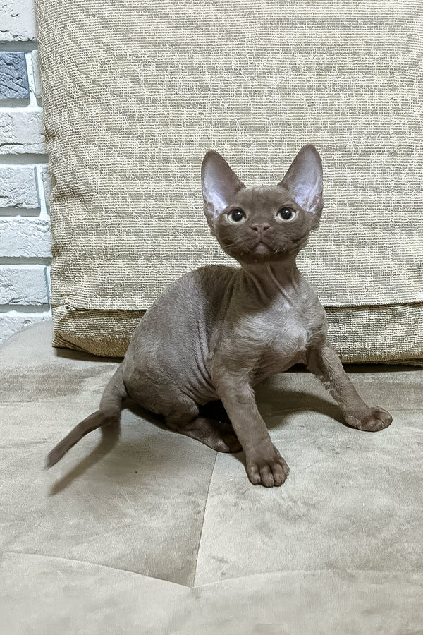 Andrian | Devon Rex Kitten