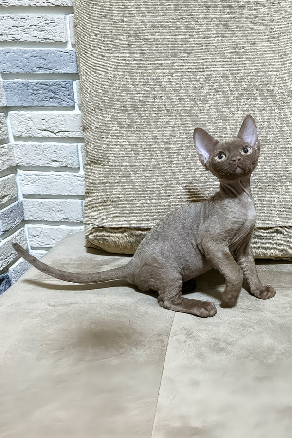 Andrian | Devon Rex Kitten