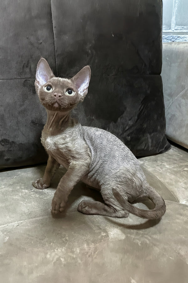 Andrian | Devon Rex Kitten