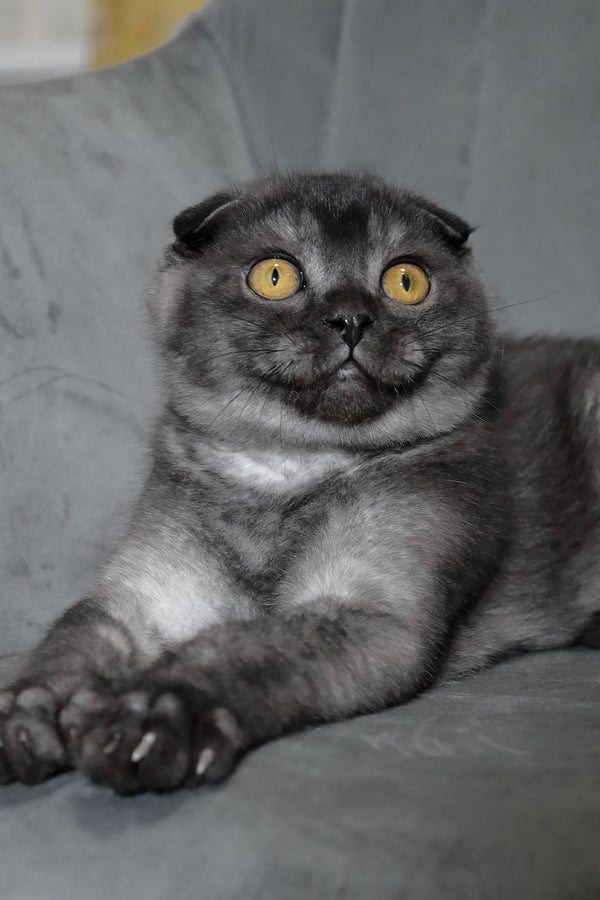 Angel | Scottish Fold Kitten
