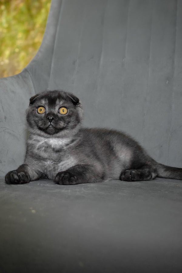 Angel | Scottish Fold Kitten