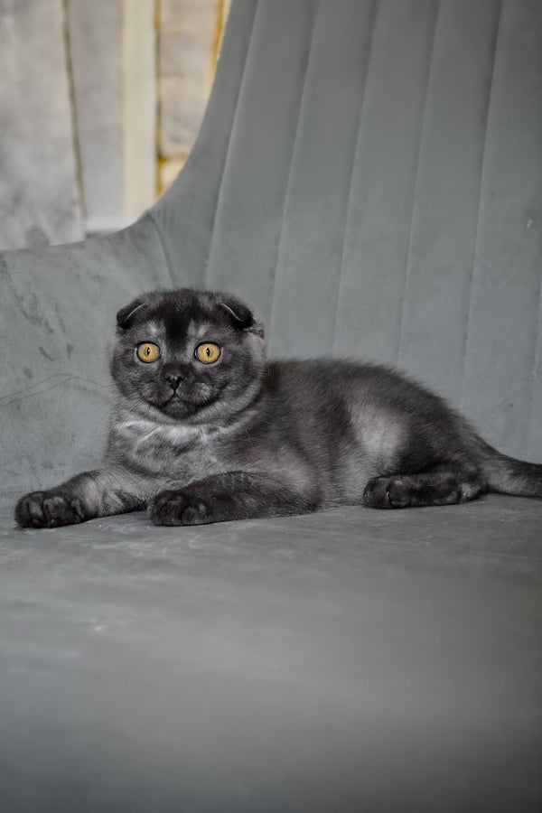 Angel | Scottish Fold Kitten