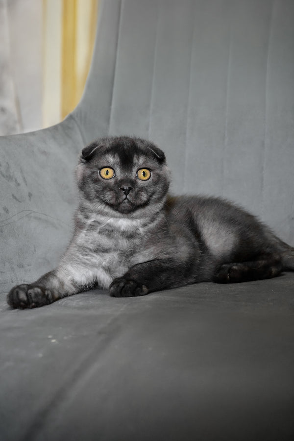 Angel | Scottish Fold Kitten