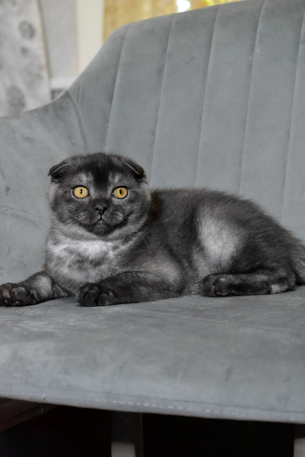 Angel | Scottish Fold Kitten