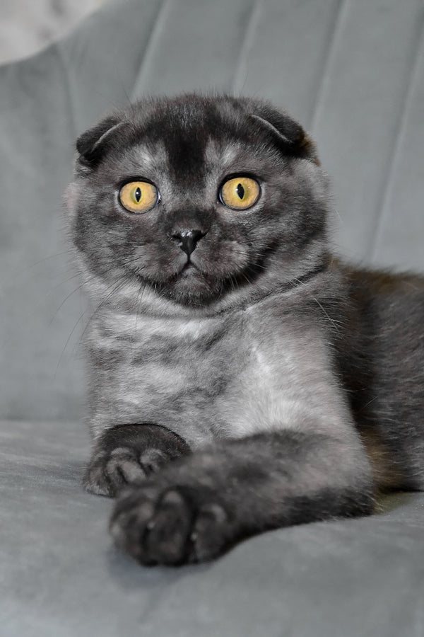 Angel | Scottish Fold Kitten