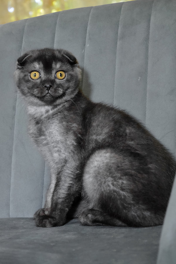Angel | Scottish Fold Kitten