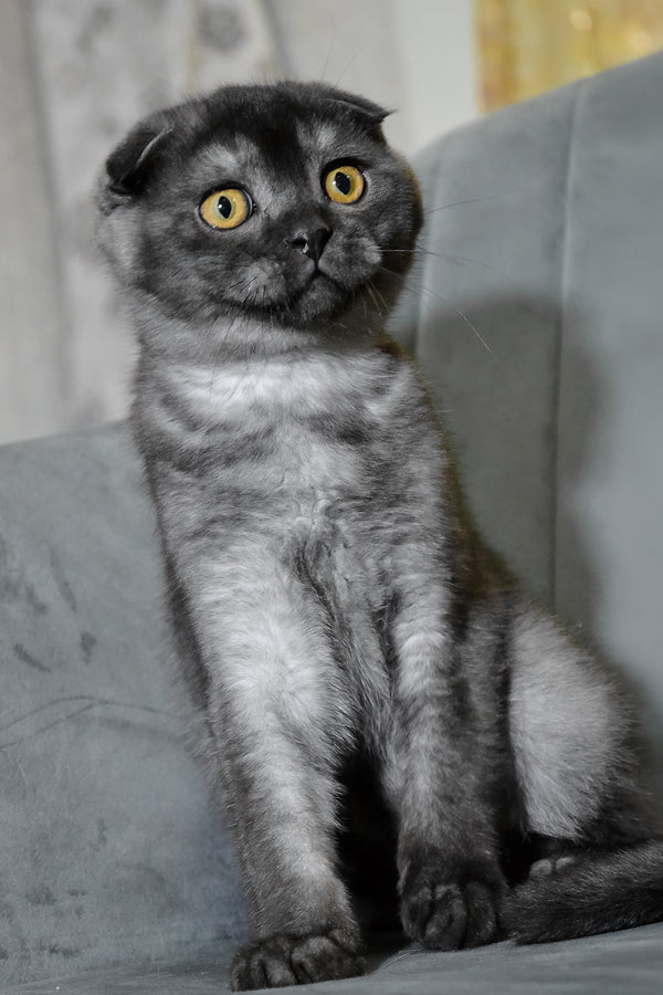 Angel | Scottish Fold Kitten
