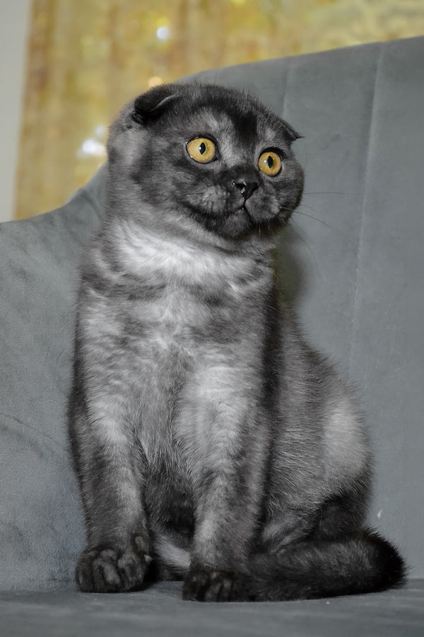 Angel | Scottish Fold Kitten