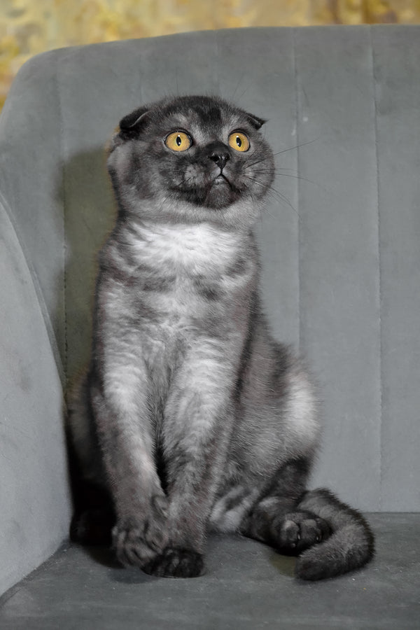 Angel | Scottish Fold Kitten