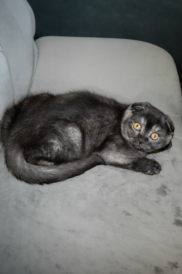 Angel | Scottish Fold Kitten