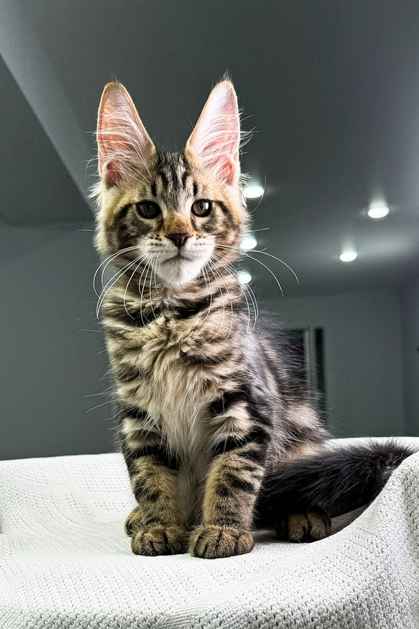 Antonio | Maine Coon Kitten