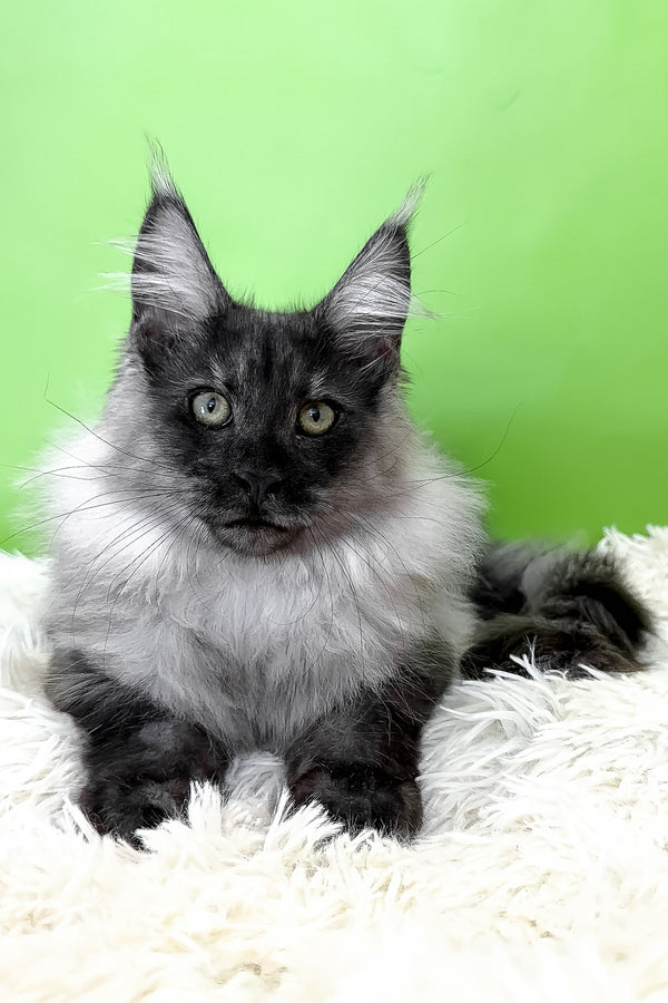 Archi | Maine Coon Kitten