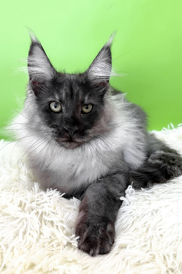 Archi | Maine Coon Kitten