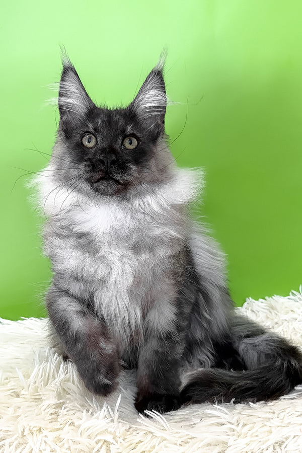 Archi | Maine Coon Kitten