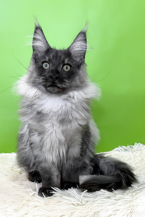 Archi | Maine Coon Kitten