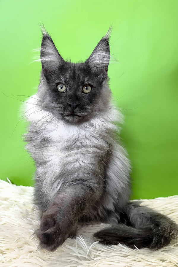 Archi | Maine Coon Kitten